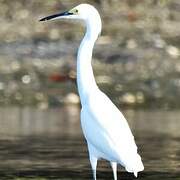 Aigrette neigeuse