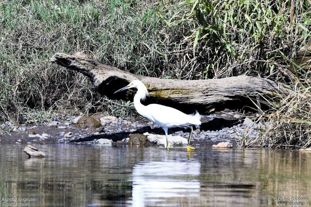 Snowy Egret