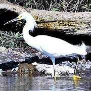 Aigrette neigeuse