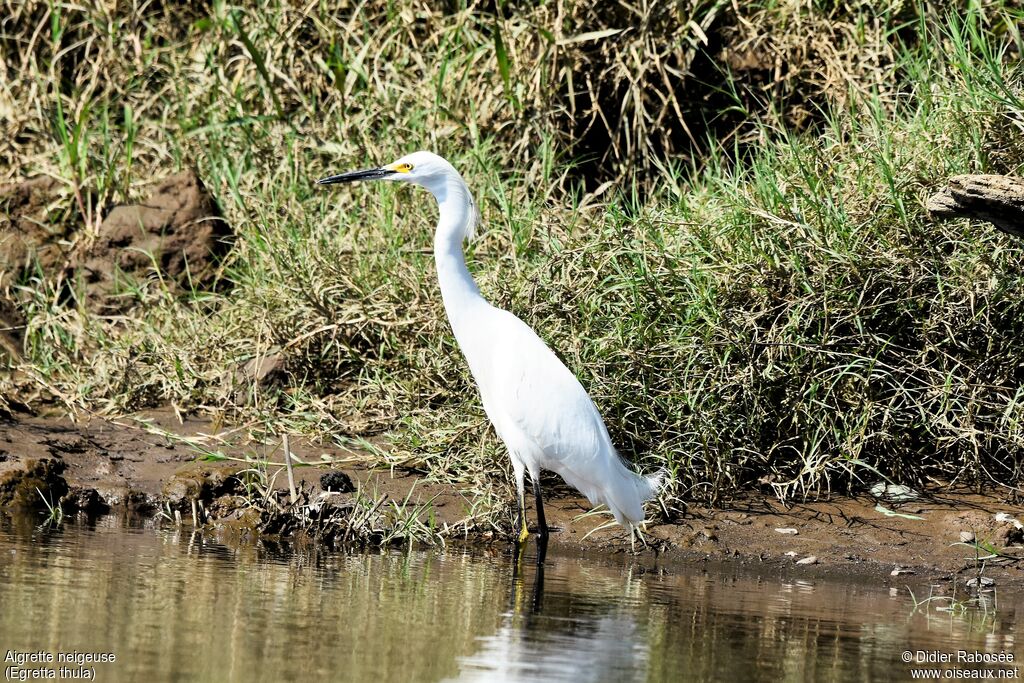 Aigrette neigeuse