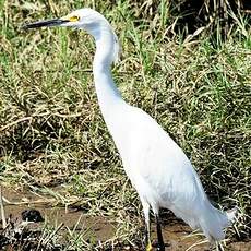 Aigrette neigeuse