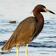 Reddish Egret