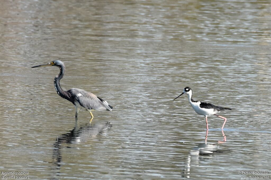 Tricolored Heron