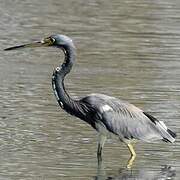 Tricolored Heron