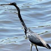 Aigrette tricolore