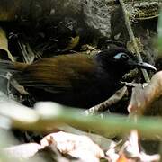 Chestnut-backed Antbird