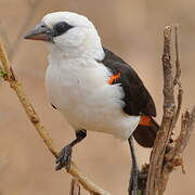 White-headed Buffalo Weaver