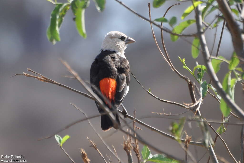 White-headed Buffalo Weaveradult, pigmentation