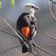 White-headed Buffalo Weaver