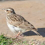 Woodlark