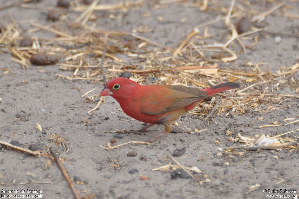 Red-billed Firefinch male adult