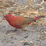 Red-billed Firefinch