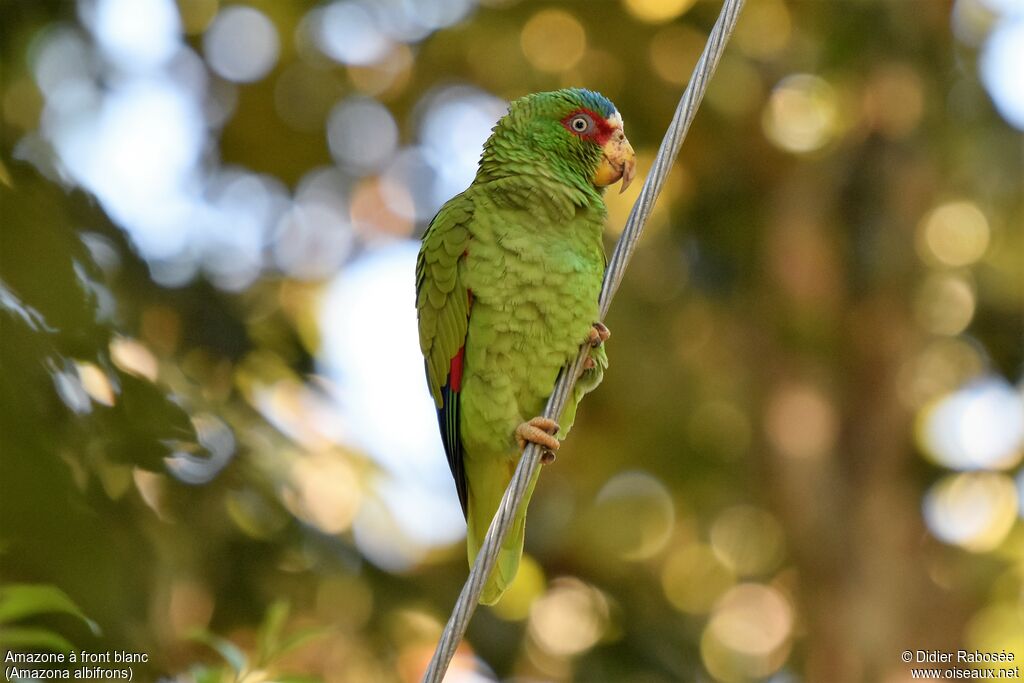 White-fronted Amazon