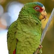 White-fronted Amazon