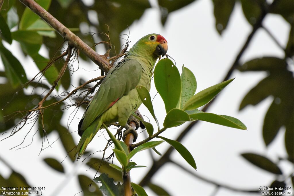 Amazone à lores rouges