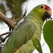 Red-lored Amazon