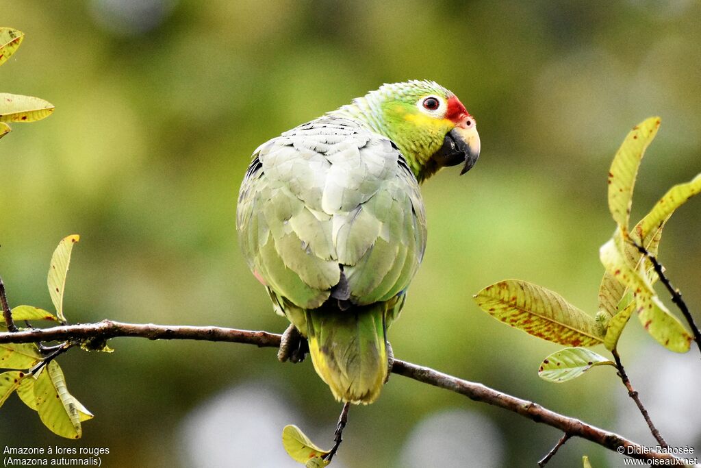 Amazone à lores rouges