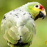 Red-lored Amazon