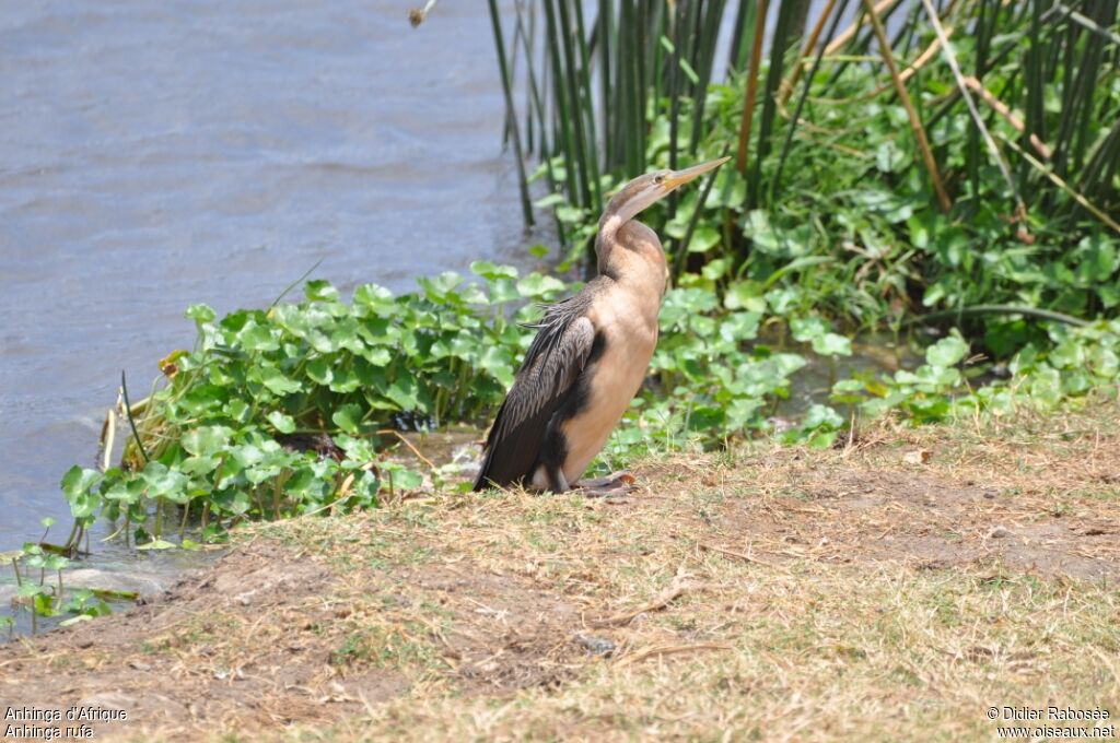 African Darterimmature