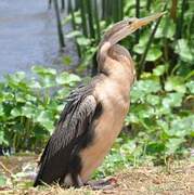 African Darter