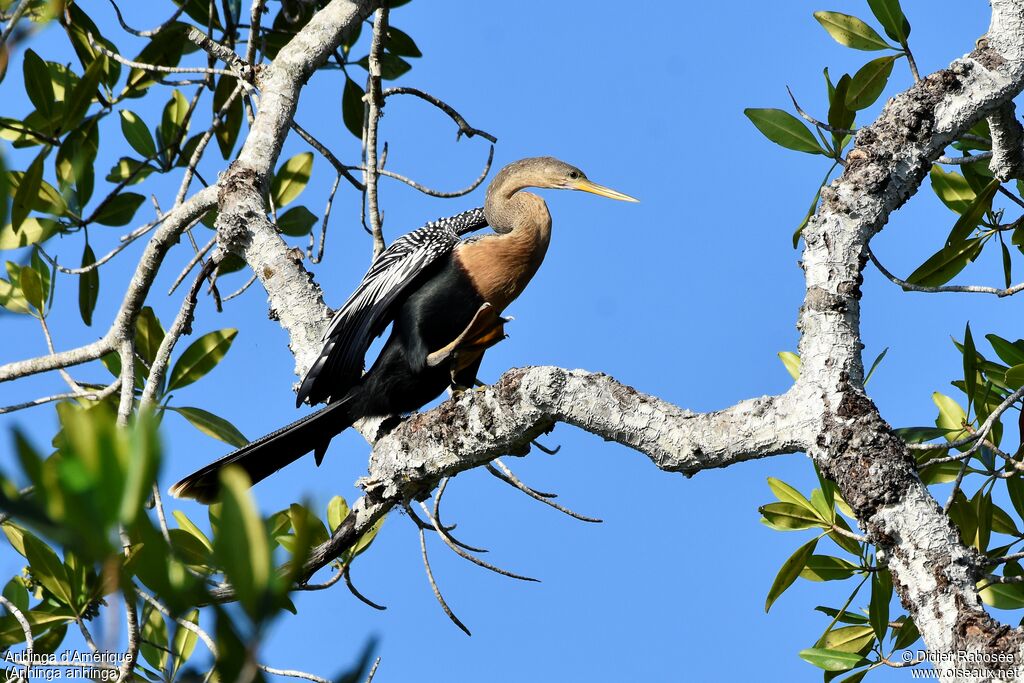 Anhinga d'Amérique femelle adulte