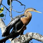 Anhinga d'Amérique