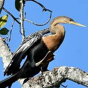 Anhinga