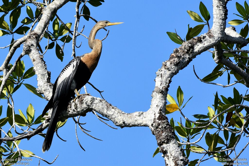 Anhinga d'Amérique femelle adulte