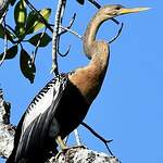 Anhinga d'Amérique