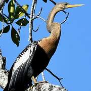 Anhinga