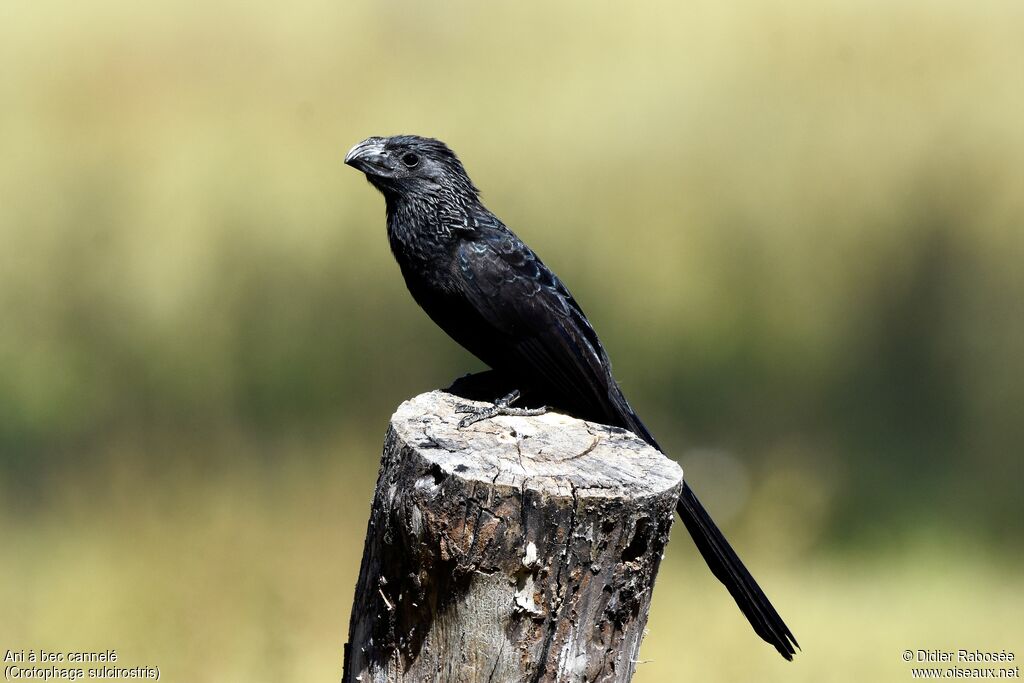 Groove-billed Ani