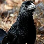 Groove-billed Ani