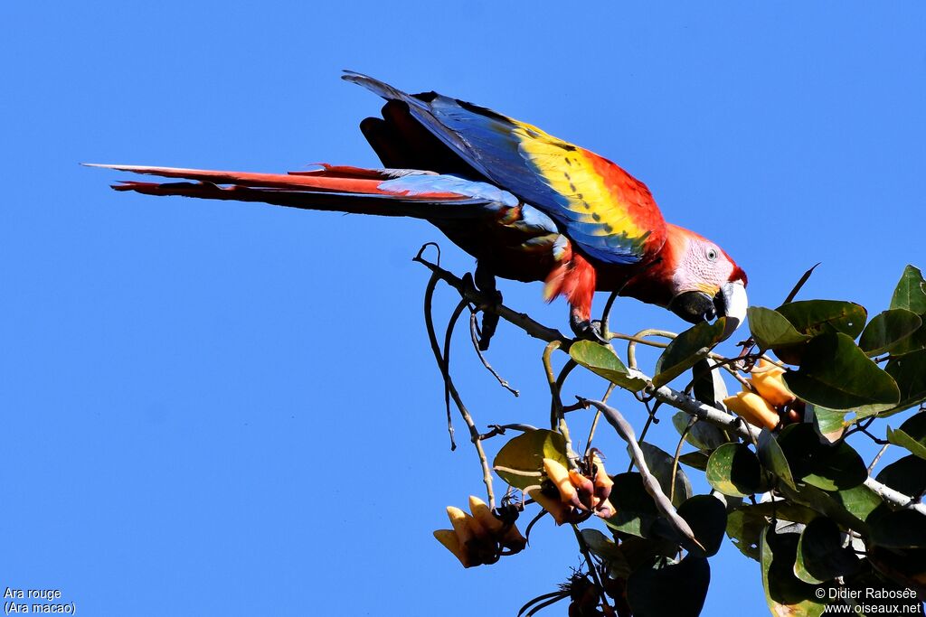 Scarlet Macaw, eats