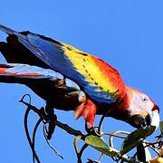 Scarlet Macaw