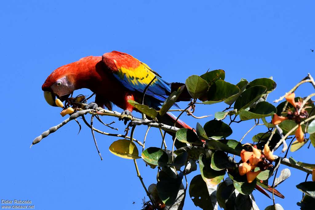 Scarlet Macawadult, eats