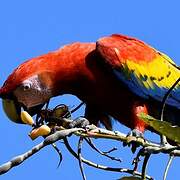 Scarlet Macaw