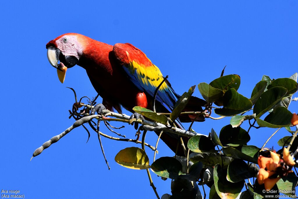 Scarlet Macaw, eats