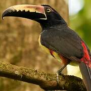 Collared Aracari