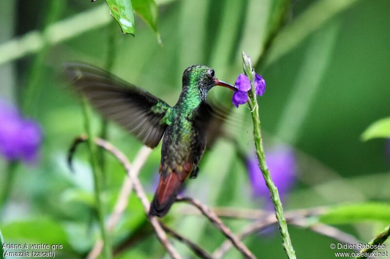 Rufous-tailed Hummingbird, drinks
