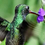 Rufous-tailed Hummingbird