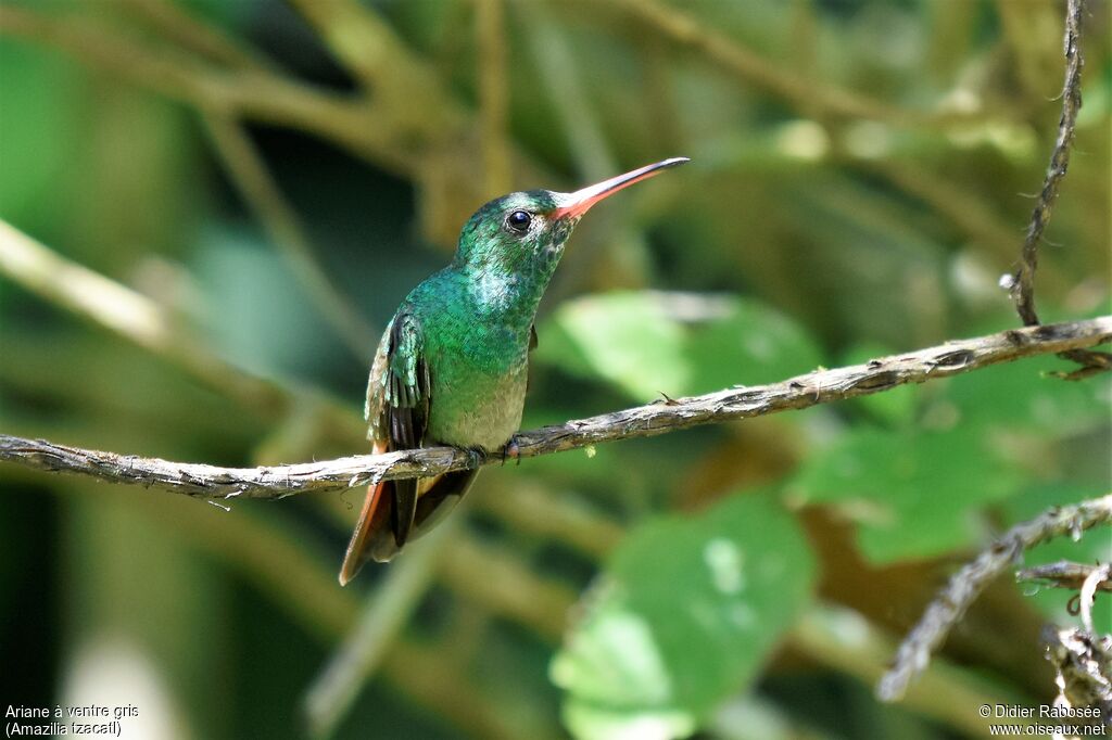 Rufous-tailed Hummingbird