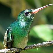 Rufous-tailed Hummingbird