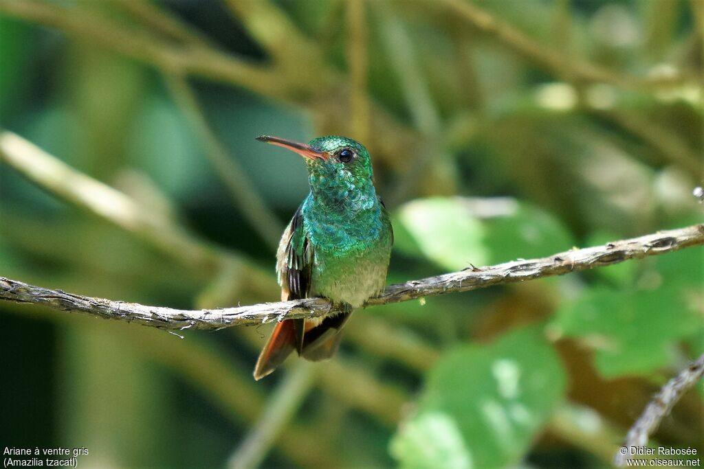 Rufous-tailed Hummingbird