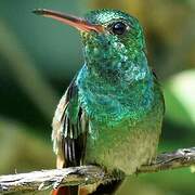 Rufous-tailed Hummingbird