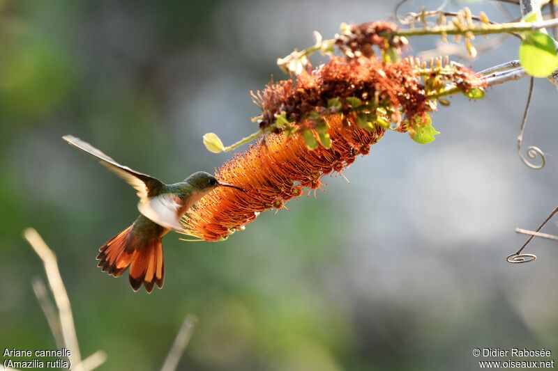 Cinnamon Hummingbird, Flight, drinks