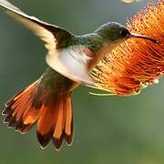 Cinnamon Hummingbird