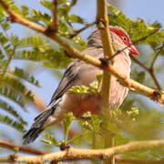 Black-rumped Waxbill