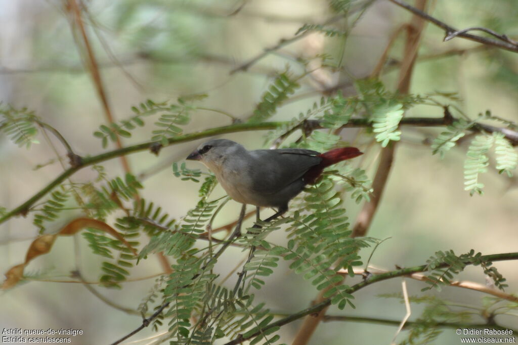 Lavender Waxbill