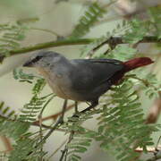 Lavender Waxbill