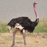 Common Ostrich